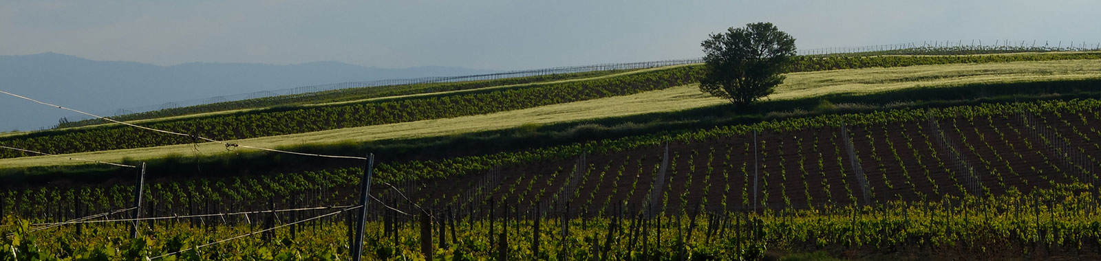 Vineyards under the snow-covered Sierra de La Demanda