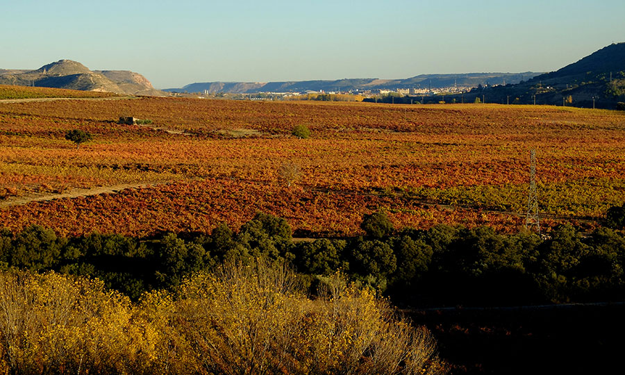 Sea of vineyards