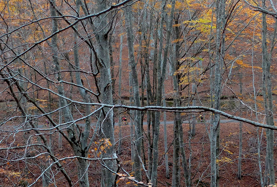 Bonicaparra-Beech-Forest