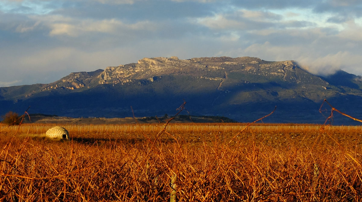 Chozo entre las viñas