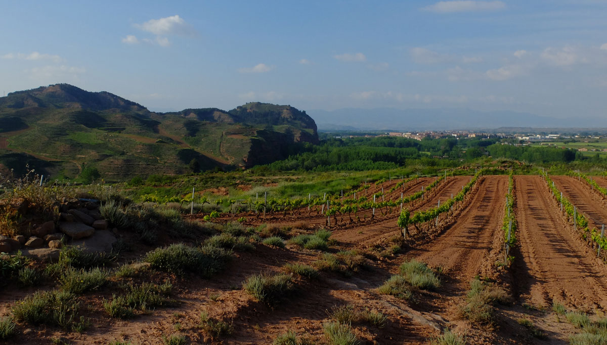 small roads and vineyards