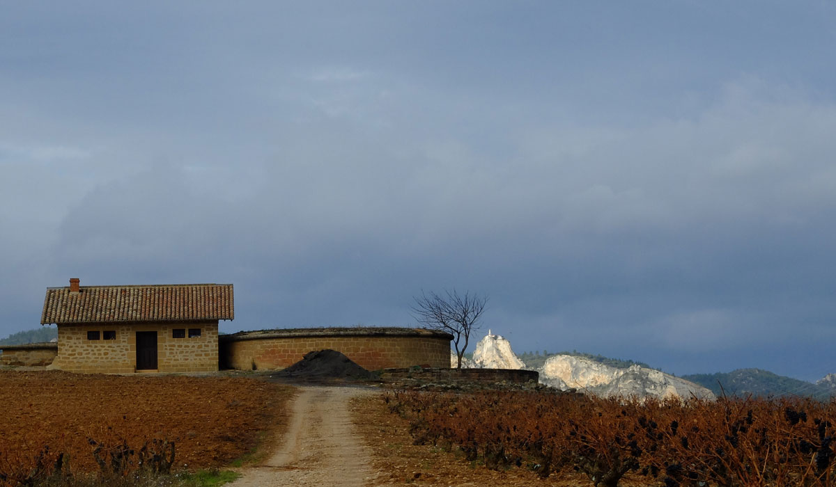 vineyards of Bodegas Muga