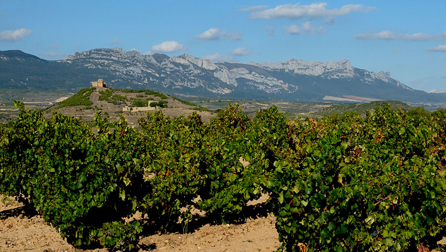 Castillo de Davalillo desde el viñedo