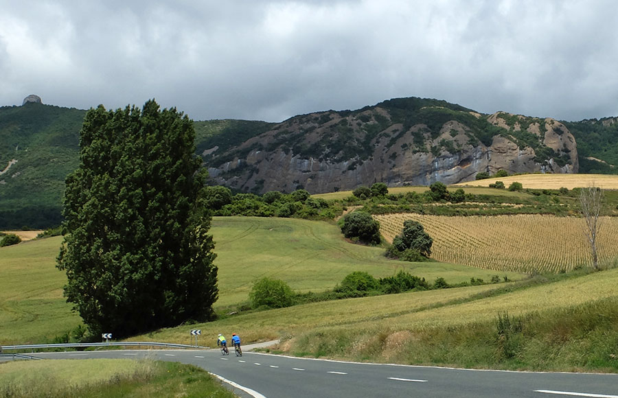 Navarra de girasoles