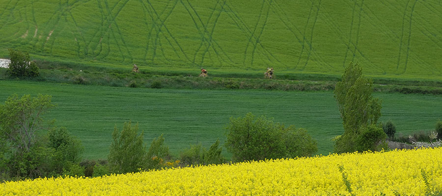 Navarra de girasoles