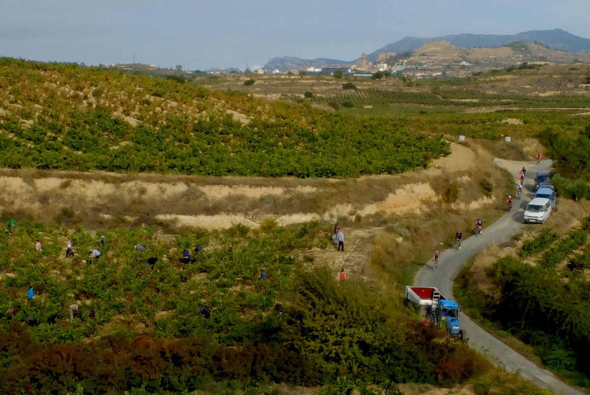 Vendimia en Labastida