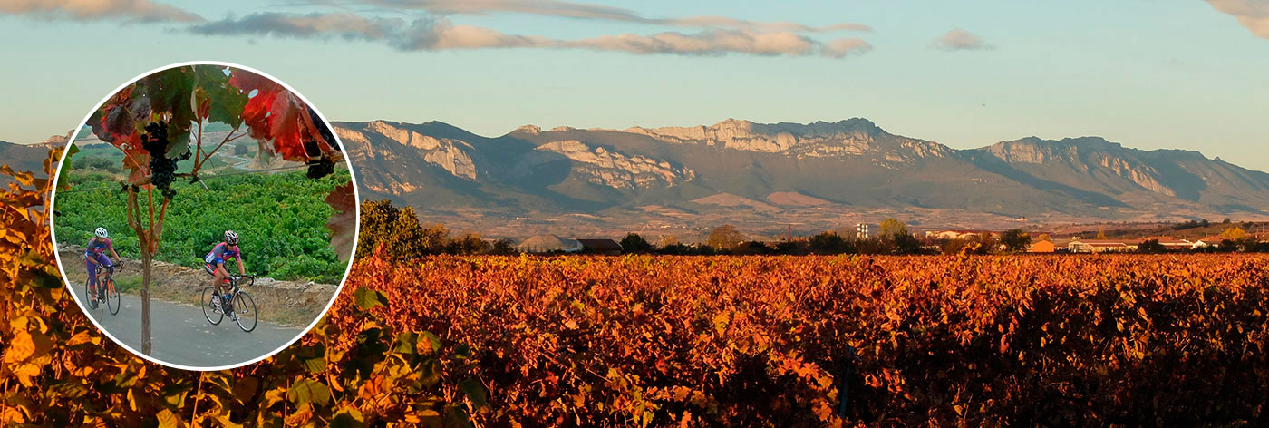 Vineyards under the Cantabria Range