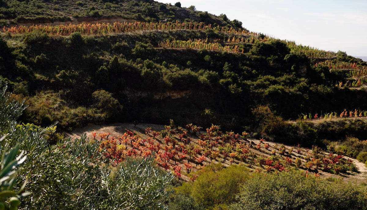Terroirs in Labastida
