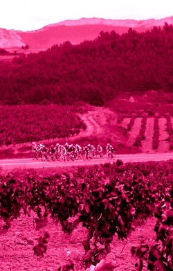 Rodando detras de las cepas