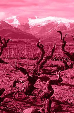 Vine and Sierra de La Demanda with snow